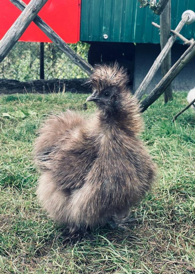 Ferienwohnung Seidenhuhn Kiefersfelden Kültér fotó